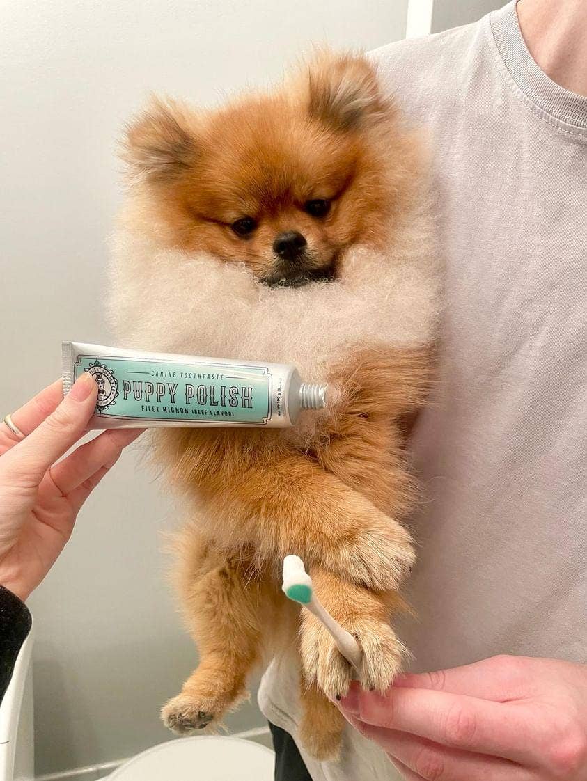 Puppy Polish Natural Dog Toothpaste – Filet Mignon (Beef) Flavor | 100g / 3.5oz